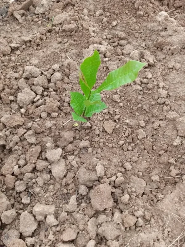 Serere cashew farm photo 2