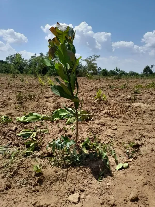 Serere cashew farm photo 3