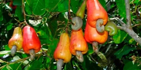 Serere cashew farm photo 4