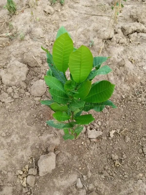 Serere cashew farm photo 1
