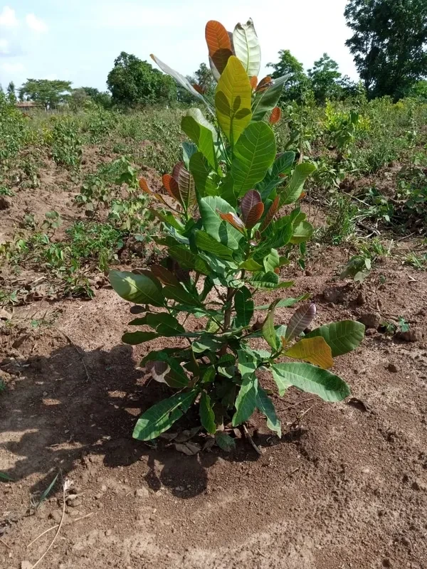 Serere Cashew Plantation