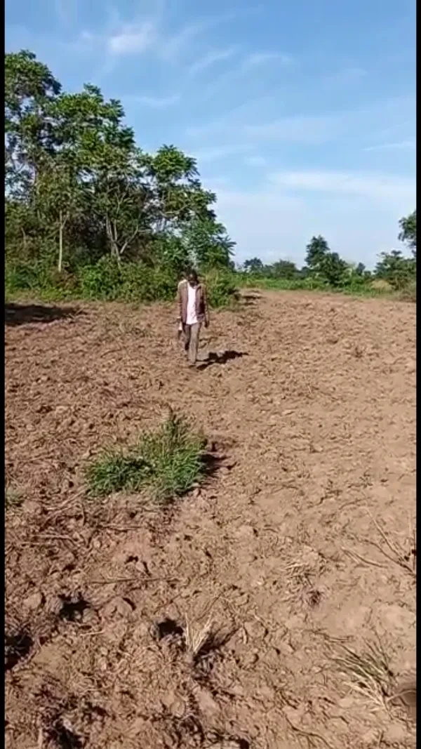 Cashew nut trees planted along boundary land