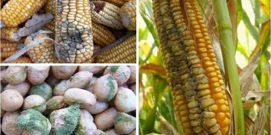 Aflatoxins in grain