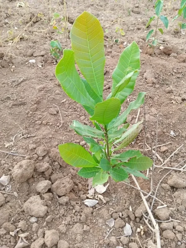 Organically grown beans at Bulemezi Farm