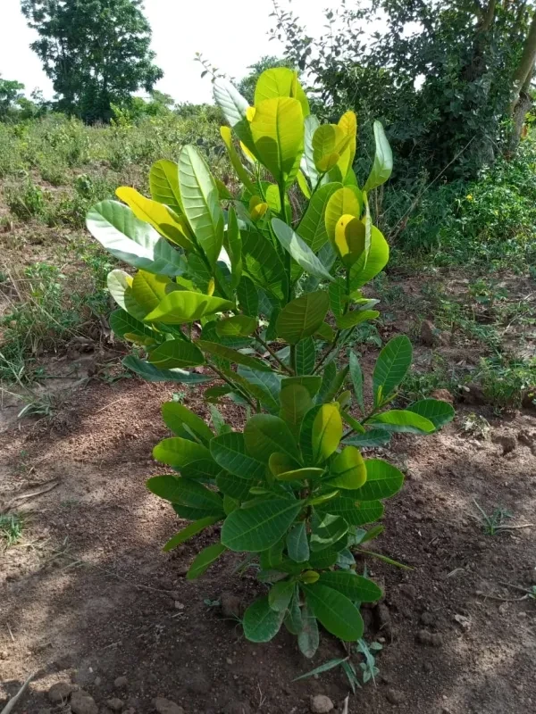 Quality organic produce