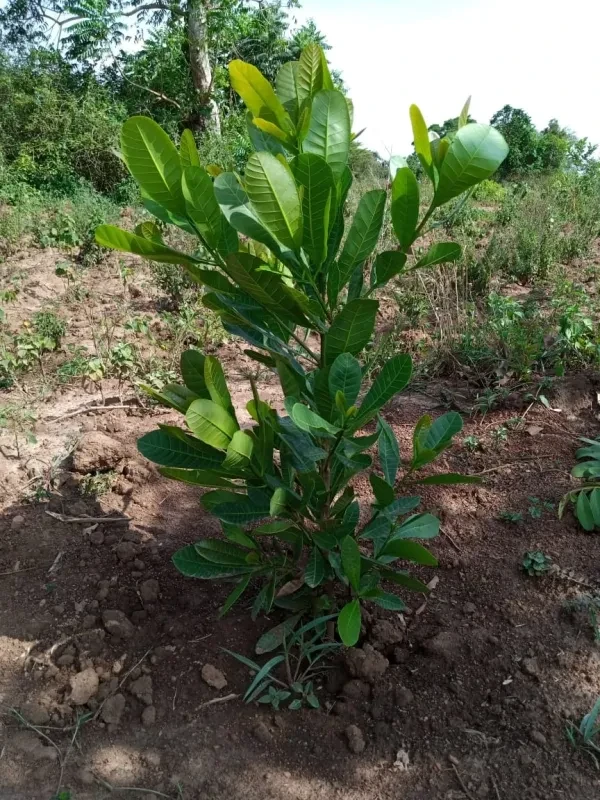 ESL operative at Bulemezi Farm corn harvest