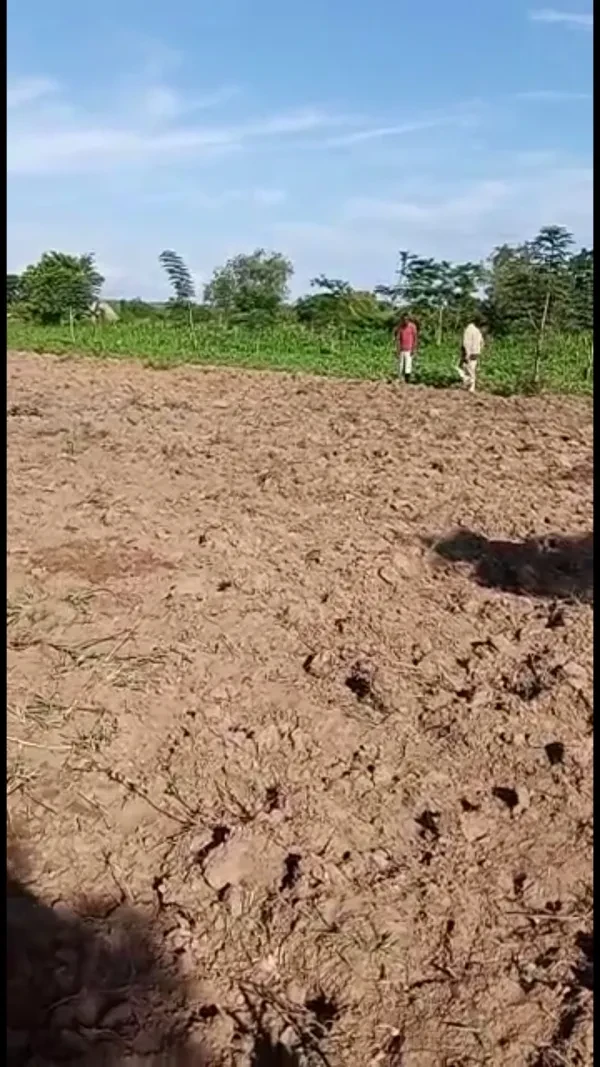 Shelling corn at Bulemezi Farm